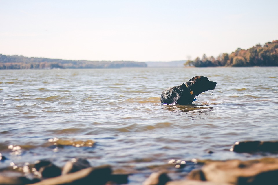 Pro RV & Boat Storage dog swimming